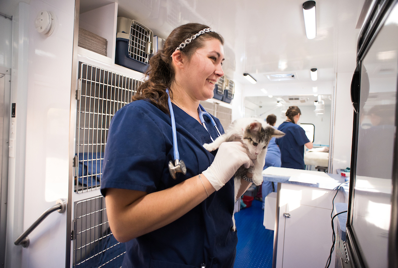 Compassionate Care for Your Furry Friends: Finding a Veterinarian in Greensboro, NC